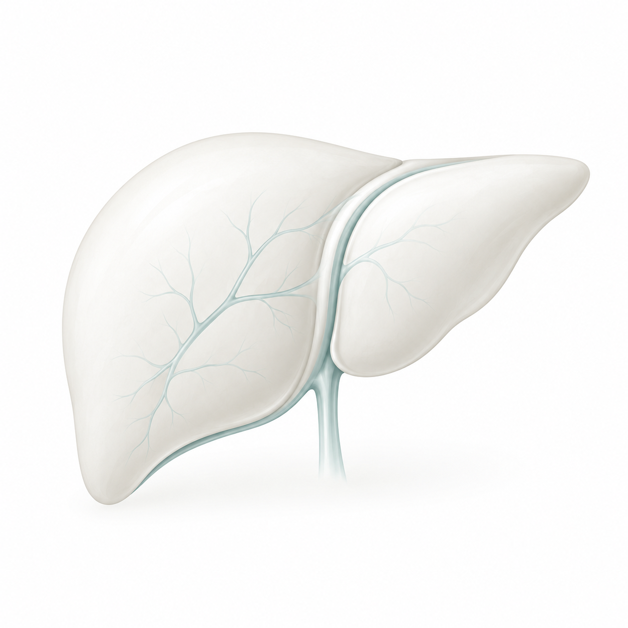 Hepatocellular Cancer