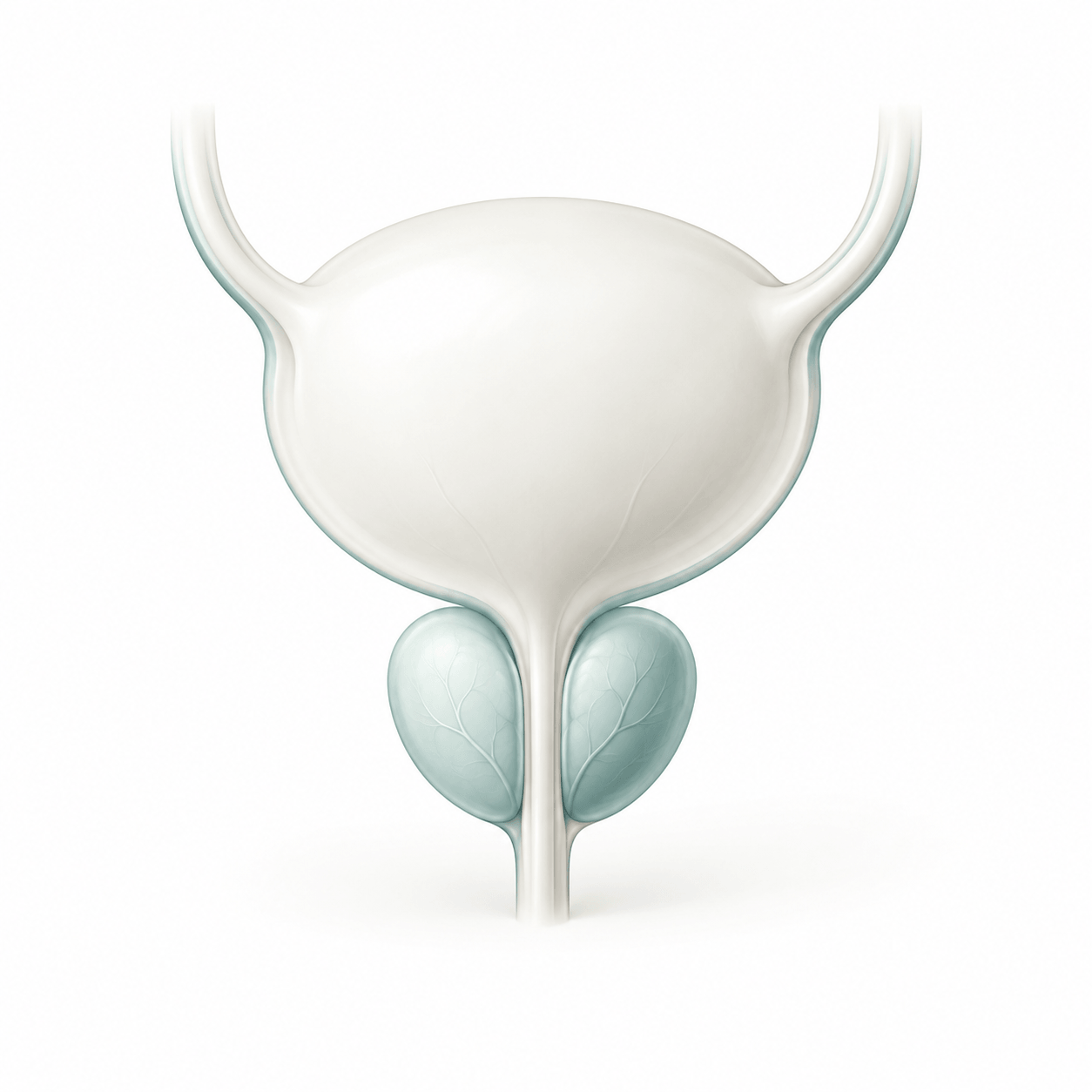 Prostate Cancer