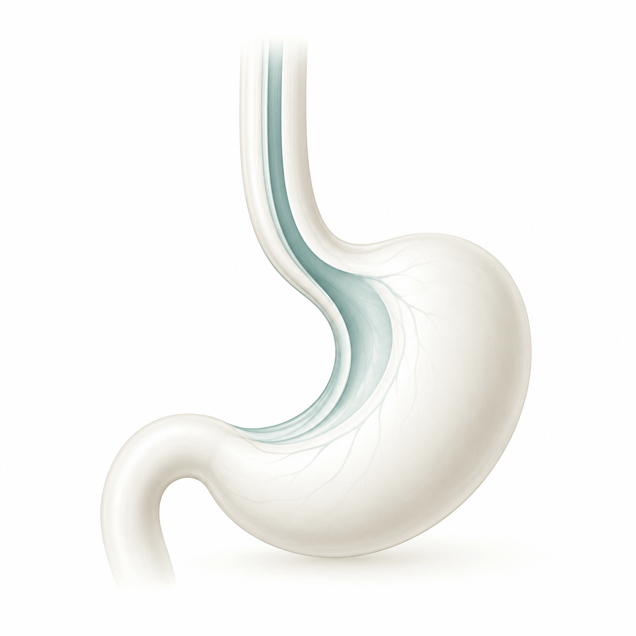Esophageal Squamous Cell Cancer